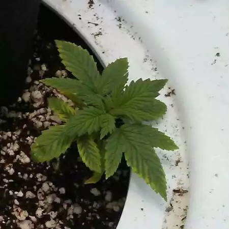 dutch seed