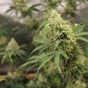 Michka / Sensi Seeds