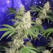 Michka / Sensi Seeds