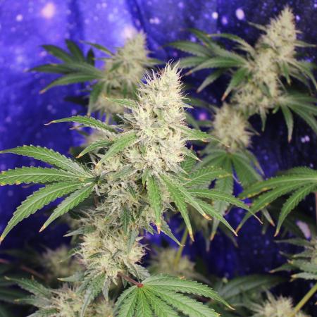 Michka / Sensi Seeds