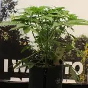 Cobalt Haze / Sensi Seeds
