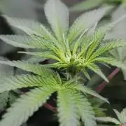 Cobalt Haze / Sensi Seeds