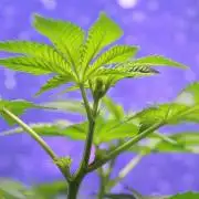 Michka / Sensi Seeds