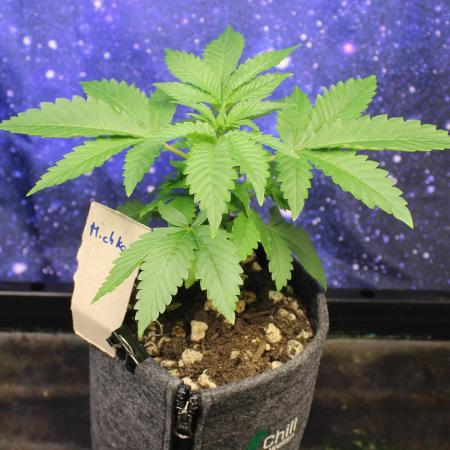 Michka / Sensi Seeds