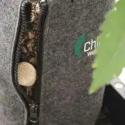 Michka / Sensi Seeds