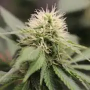 Cobalt Haze / Sensi Seeds