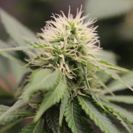 Cobalt Haze / Sensi Seeds