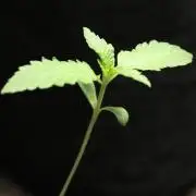 Cobalt Haze / Sensi Seeds