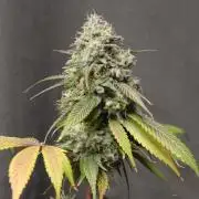 Cobalt Haze / Sensi Seeds