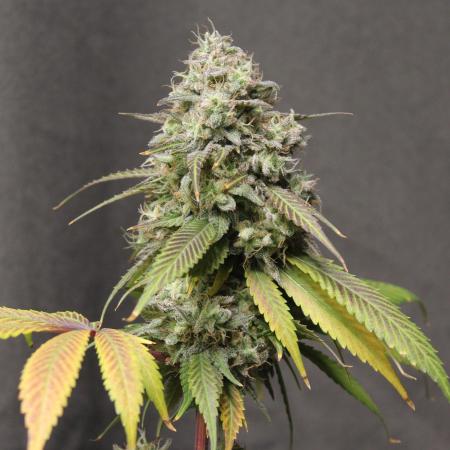 Cobalt Haze / Sensi Seeds