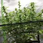 Auto AK-47 // DivineSeeds