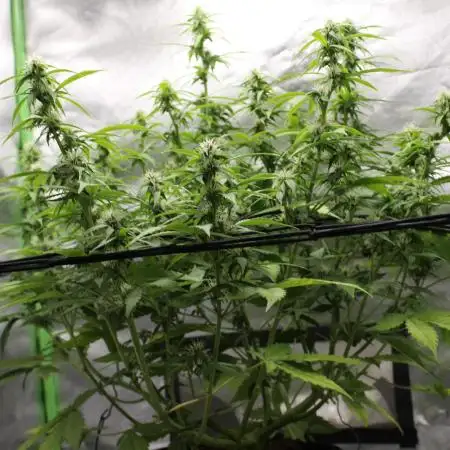 Auto AK-47 // DivineSeeds