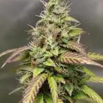 Auto AK-47 // DivineSeeds