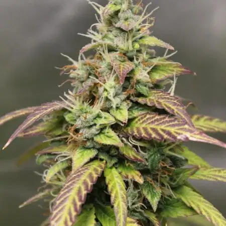 Auto AK-47 // DivineSeeds