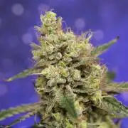Michka / Sensi Seeds