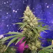 Michka / Sensi Seeds