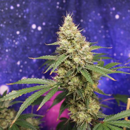 Michka / Sensi Seeds