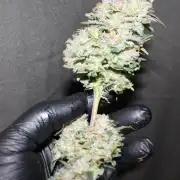 AK 47 XL fem Divine Seeds