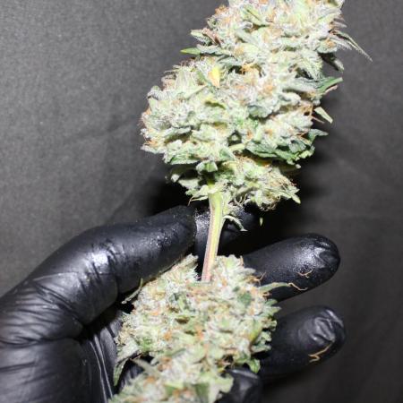 AK 47 XL fem Divine Seeds