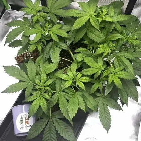Auto AK-47 // DivineSeeds