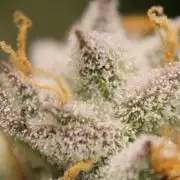 AK 47 XL fem Divine Seeds