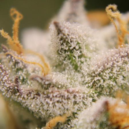 AK 47 XL fem Divine Seeds