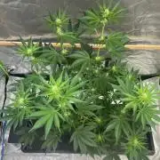 Michka / Sensi Seeds