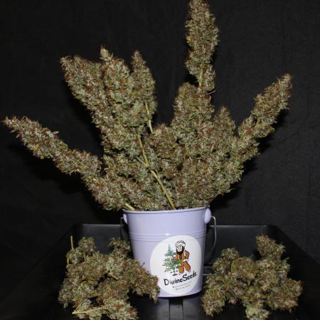 Auto AK-47 // DivineSeeds