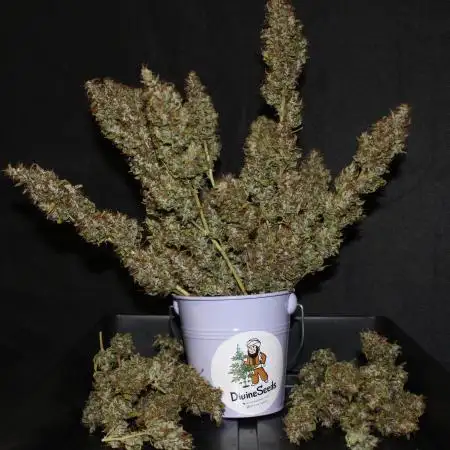 Auto AK-47 // DivineSeeds