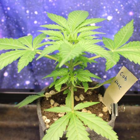 Cobalt Haze / Sensi Seeds
