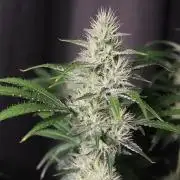 Michka / Sensi Seeds