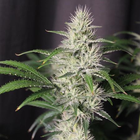 Michka / Sensi Seeds