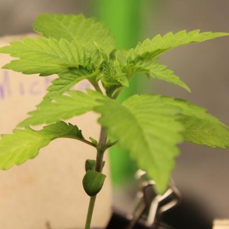 Michka / Sensi Seeds