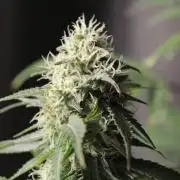 Cobalt Haze / Sensi Seeds