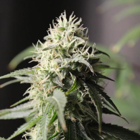 Cobalt Haze / Sensi Seeds