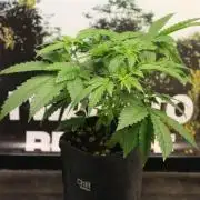 Michka / Sensi Seeds