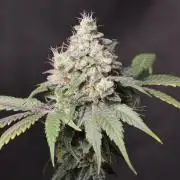 Pavaya Candy / Hidden Labs