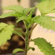 Cobalt Haze / Sensi Seeds