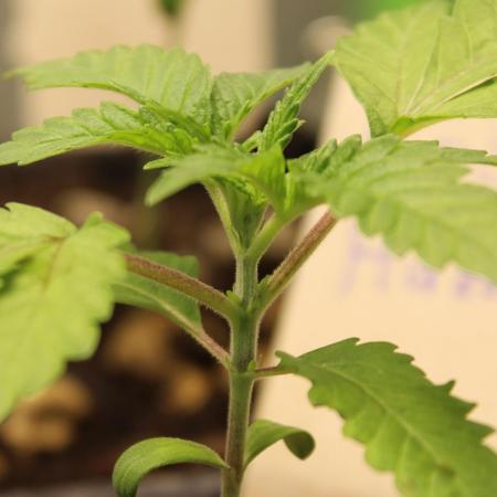 Cobalt Haze / Sensi Seeds