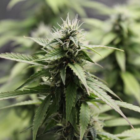 Auto AK-47 // DivineSeeds