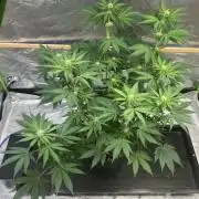Cobalt Haze / Sensi Seeds