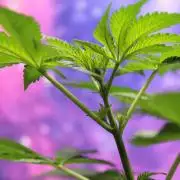 Cobalt Haze / Sensi Seeds