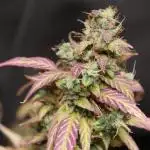 Auto AK-47 // DivineSeeds