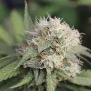 Cobalt Haze / Sensi Seeds