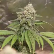 Cobalt Haze / Sensi Seeds