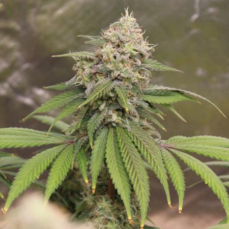 Cobalt Haze / Sensi Seeds