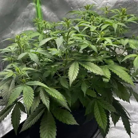 Auto AK-47 // DivineSeeds