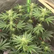 Michka / Sensi Seeds