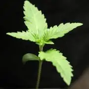 Michka / Sensi Seeds