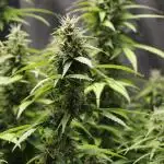 Auto AK-47 // DivineSeeds